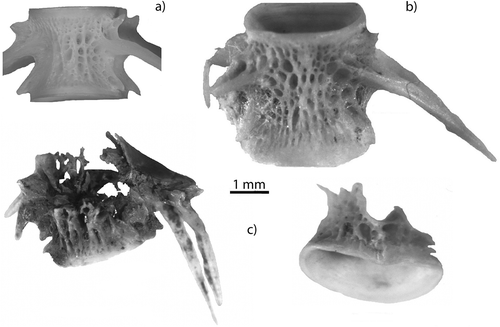 Figure 4. Fragmentation and bones surface modifications: (a) modern vertebra of Salmo trutta; (b) almost complete bone of Salmo trutta after ingestion by otter; (c) bone damage: caudal and precaudal vertebrae of Salmo trutta (50% and 75%).