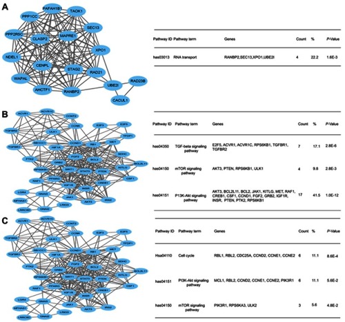 Figure 7 Analysis of the protein–protein interaction network. (A) Module 1 and the enriched pathways. (B) Module 2 and the enriched pathways. (C) Module 3 and the enriched pathways.