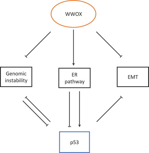 Figure 1. WWOX regulates p53 function, model of action and scenarios. I. WWOX modulates the DNA damage response pathway, antagonizes genomic instability and inhibits loss of p53. II. WWOX modulates ER expression and function, which in turn positively or negatively affects p53. III. WWOX inhibits the epithelial-to-mesenchymal transition (EMT). p53 is known to inhibit both genomic instability and EMT.