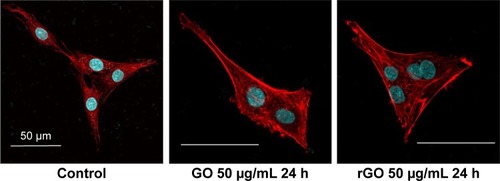 Figure 5 Confocal microscopy analysis of GO- and rGO-induced PC12 cell cycle arrest.Notes: PC12 cells were treated with 50 µg/mL GO and rGO for 24 h. Cells were stained with rhodamine-phalloidin (red) and Hoechst 33342 (blue). Scale bar represents 50 µm.Abbreviations: GO, graphene oxide; rGO, reduced graphene oxide.