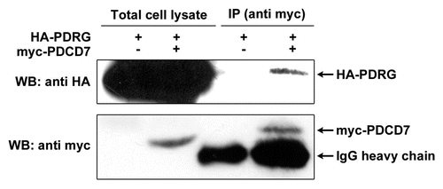 Figure 6 PDRG interacts with PDCD7 in mammalian cells. HE K 293T cells were transiently transfected with expression vector pCEP-PDRG1 and pCEP-PDCD7 or pCEP-PDRG1 and pCEP 4 vector without PDCD7 insert. After 24 hours, cells were harvested and lysed. About 500 total lysates were precipitated with anti-myc antibody (9E10) and protein G-bead. The precipitated proteins were resolved by SDS-PAGE along with 150 µg total cell lysates. HA-tagged PDRG was detected by western blotting with rat monoclonal anti-HA antibody and myc-tagged PDCD7 was detected using mouse monoclonal anti-myc antibody (9E10).