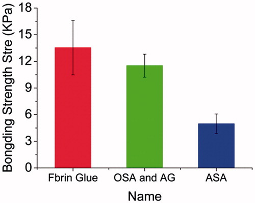 Figure 11. The bonding strength of porcine skin adhered by commercial fibrin glue, 40% (w/v) ASA-4 and mixing solution of 40% (w/v) ASA-4 with 40% (w/v) AG-2.
