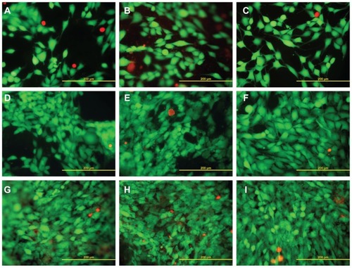 Figure 7 Live (green) and dead (red) human osteoblast-like MG-63 cells on days 1 (A–C), 3 (D–F), and 7 (G–I) after seeding on pure PLGA scaffolds (A, D, and G), composite PLGA-ND scaffolds (B, E, and H) and a polystyrene culture well (C, F, and I).Notes: Stained with the LIVE/DEAD viability/cytotoxicity kit for mammalian cells. Olympus IX-51, objective 20×, DP-70 digital camera, bar 200 μm.Abbreviations: PLGA, copolymer of L-lactide and glycolide; ND, nanodiamond.