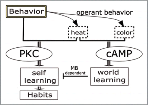 Figure 3 Conceptual model of interacting learning systems during operant conditioning. Animals use operant behavior to find out how to control sensory stimuli. If one of the stimuli carries biological value, the animal can associate this value both with other stimuli (world learning) and with its behavior (self-learning). In flies, world-learning (dependent on cAMP) inhibits self-learning (dependent on PKC) via the mushroom-bodies (MB). Extended training is required to overcome this inhibition and engage the self-learning system to form habits