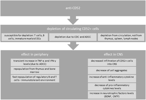 Figure 1 Effects of anti-CD52 on immune system. Administration of anti-CD52 causes depletion of circulating CD52+ cells, which are T cells, B cells, and immature myeloid dendritic cells (DCs). Depletion is due to complement-dependent cytolysis (CDC) and antibody-dependent cellular cytotoxicity (ADCC). In the periphery, after CD52+-cell depletion, a transient increase in TNFα and IFNγ is observed. Repopulation of depleted cells occurs from the thymus and bone-marrow population of cells, taking in human 3–6 months for B cells and up to 61 months for T cells. Fast repopulation of regulatory T and B cells is observed, which creates an immunotolerant environment. After depletion in the periphery, CD52+-cell infiltration into the CNS is decreased. This further decreases cell aggregates in the CNS and increases levels of anti-inflammatory cytokines, and decreased levels of proinflammatory cytokines are observed. Increased levels of neurotrophic factors are also noted.