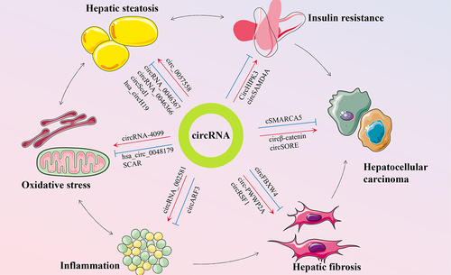 Figure 2. Schematic representation of circRnas in the pathogenesis of NAFLD. Multiple pathogenic drivers, such as insulin resistance, hepatic steatosis, oxidative stress, and inflammation, are interrelated and promote NAFLD progress to hepatic fibrosis and hepatocellular carcinoma in parallel and consistently. CircRNAs can exert diverse roles in the pathogenesis of NAFLD.