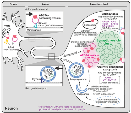 Figure 4. Trafficking and function of ATG9/ATG9A in neurons. ATG9/ATG9A is believed to be transported to nerve terminals, undergo activity-dependent exo- and endocytosis, and localize to distinct vesicle pools at presynapses. However, the details of its precise roles in nerve terminals remain unclear. Potential ATG9A interactors based on proteomic analyses are shown in purple. The asterisk (*) indicates evidence from worms (C. elegans).