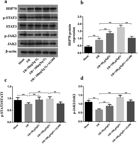 Figure 5. Ozone alleviated myocardial injury caused by I/R through up-regulating HSP70 and activating JAK2/STAT3 in vivo. (a) Analyzed the levels of protein of JAK2, p-STAT3, p-JAK2, HSP70 and STAT3 in I/R animal models. (b–d) Quantification of HSP70 level, as well as p-STAT3/STAT3 and p-JAK2/JAK2 ratios. n = 6, **p < 0.01