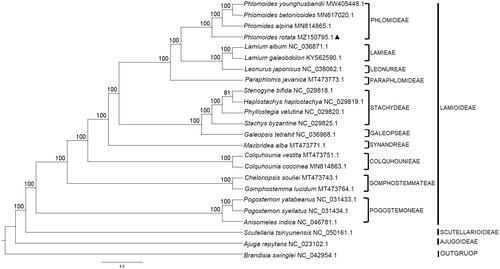 Figure 1. Maximum likelihood (ML) phylogenetic tree based on 24 complete chloroplast genome sequences. Numbers above the nodes represent the bootstrap support. Brandisia swinglei was selected as an outgroup.