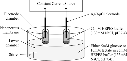 Figure 1 Schematic illustration of the model diffusion cell for in vitro reverse iontophoresis experiments. For the control experiment, the experimental setting was identical except no current flowed through the Ag/AgCl electrodes.