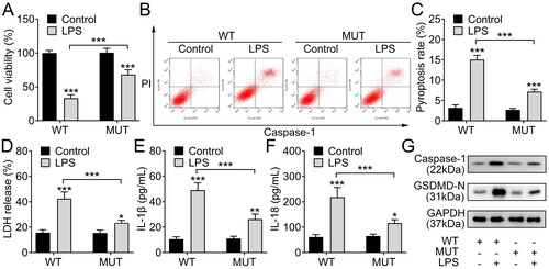 Figure 6. O-GlcNAcylation of NEK7 at S260 site promotes chondrocyte injury. A. The viability of LPS-induced chondrocytes with WT or S260 mutated NEK7 was measured by CCK-8 assay. B-C. The pyroptosis rate of LPS-induced chondrocytes with WT or S260 mutated NEK7 was analysed using flow cytometry. D. The LDH release condition of LPS-induced chondrocytes with WT or S260 mutated NEK7 was detected using LDH detection kit. E-F. The levels of IL-1β and IL-18 in LPS-induced chondrocytes with WT or S260 mutated NEK7 were measured through ELISA. G. The levels of pyroptosis-related proteins (Caspase-1 and GSDMD-N) in LPS-induced chondrocytes with WT or S260 mutated NEK7 were detected with western blot. ***P < 0.001: LPS + MUT group vs LPS + WT group.