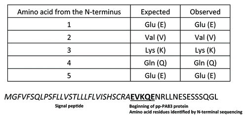 Figure 3. N-terminal sequencing of purified pp-PA83. Identification of the first five amino acids confirms that the signal peptide was processed correctly.