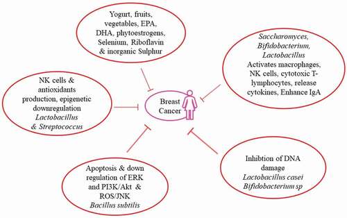 Figure 1. Anticarcinogenecity of probiotic microbiota in breast cancer.