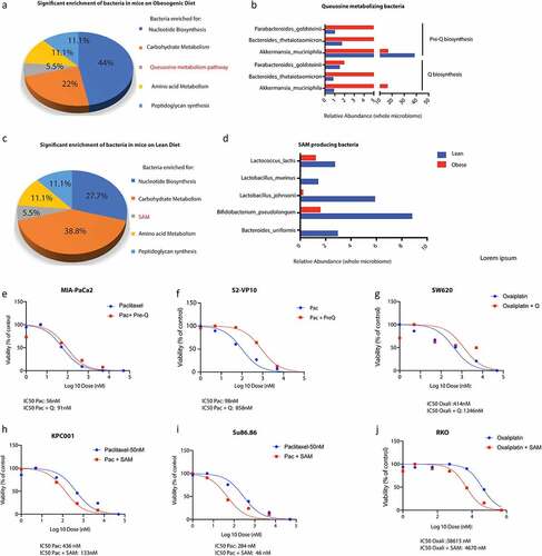 Figure 3. Metabolomic reconstruction using humaN2 pipeline was performed to determine the microbial metabolome. High fat diet fed mice showed an enrichment of Q metabolizing bacteria (a, b) while lean mice showed an enrichment of SAM metabolizing bacteria (c,d). Treatment of pancreatic cancer cells MIA-PACA2 (c) and S2VP10 (d) with paclitaxel and pre-Q showed a shift in IC50 indicating resistance. Treatment of colon cancer cell SW620 with oxaliplatin and pre-Q showed a similar shift in IC50 (e). Treatment of pancreatic cancer cells KPC001 (f) and Su86.86 (g) with SAM showed an opposite shift of IC50 indicating sensitization. Treatment of colon cancer cell RKO (h) with oxaliplatin and pre-Q showed a similar shift in IC50 indicating sensitization by SAM.