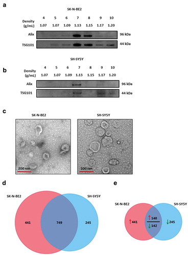 Figure 1. Characterization of exosomes isolated from N-Myc amplified and non-amplified neuroblastoma cells.(a) Western blot analysis of exosomal enriched proteins Alix and TSG101 in fractions obtained from OptiPrep density gradient centrifugation (SK-N-BE2 cells). TSG101 and Alix were enriched in fractions 7 and 8 corresponding to the buoyant density of 1.13 and 1.15 g/mL. (b) Western blot analysis representing the presence of Alix and TSG101 that are enriched in exosomes derived from SH-SY5Y cells. Fraction 7 contained a high abundance of Alix and TSG101. (c) TEM images of exosomes isolated by OptiPrep density gradient centrifugation suggested the presence of vesicles. (D) Venn diagram representing proteins present in exosomes derived from N-Myc amplified (SK-N-BE2) and non-amplified (SH-SY5Y) neuroblastoma cells. A total of 749 proteins are found to be common between the exosomes isolated from the two neuroblastoma cell lines. (e) Venn diagram depicting differentially abundant (>2-fold) proteins in SK-N-BE2 and SH-SY5Y cell-derived exosomes. A total of 581 proteins were enriched in exosomes derived from SK-N-BE2 cells compared to the exosomes from SH-SY5Y cells. Similarly, a total of 385 proteins were enriched in exosomes isolated from SH-SY5Y cells. The red arrow represents proteins that are of high abundance in SK-N-BE2 cell-derived exosomes compared SH-SY5Y cell-derived exosomes. Green arrow represents proteins that are of lower abundance in SK-N-BE2 cell-derived exosomes compared SH-SY5Y cell-derived exosomes.