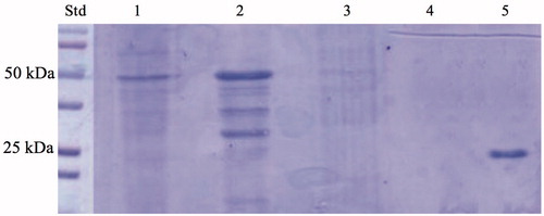 Figure 2. SDS-PAGE of the whole cells, outer membrane, inner membrane, cytoplasmic fraction coming from the whole cell lysates, and purified free SspCA. Legend: lane STD, molecular markers, M.W. starting from the top: 100 kDa, 75 kDa, 50 kDa, 37 kDa, 25 kDa, 20 kDa; lane 1, whole cells; lane 2, outer membrane; lane 3, inner membrane; lane 4, cytoplasmic fraction coming from the whole cell lysate; lane 5, purified SspCA. Lanes 1 and 2 showed a band at about 50 kDa corresponded to the INPN-SspCA, while lane 5 showed a band at about 25 kDa corresponded to the free SspCA. The band at a molecular weight of 50 kDa represented the overexpression of the chimeric SspCA, which was confirmed by the protonography and Western blot.