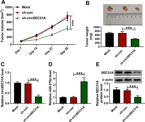 Figure 8 CircSEC31A depletion inhibited tumor growth in vivo. Growth curves (A) and representative images, average weight (B) of the xenograft tumors formed by A549 cells transduced with sh-circSEC31A or sh-con. CircSEC31A (C) and miR-376a (D) levels by qRT-PCR and SEC31A protein expression by Western blot (E) in the xenograft tumors. ***P < 0.001.