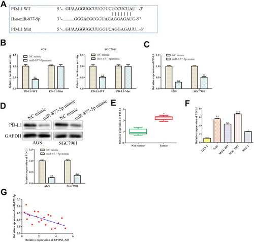 Figure 6 PD-L1 is target gene of miR-877-5p. (A) The predicted binding site of miR-877-5p in the 3ʹ-UTR of PD-L1. (B) The relative luciferase activity was detected. (C, D) Relative expression of PD-L1 was examined by RT-qPCR and Western blot assay. **P < 0.01 vs NC mimic. (E, F) The mRNA expression of PD-L1 in GC tissues and cell lines were analyzed by RT-qPCR. (G) Pearson’s correlation analysis between miR-877-5p and PD-L1 expression. *P < 0.05, **P < 0.01, ***P < 0.001 vs NC mimics, Non-tumor, or GES-1 group.