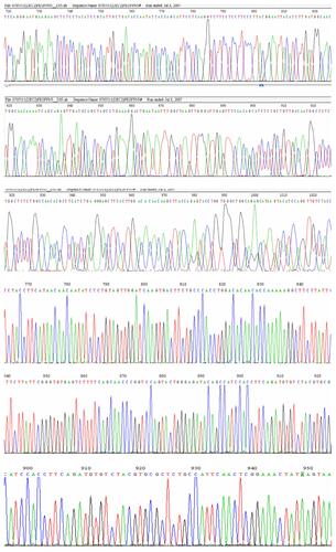 Figure S1 The sequence of decorin gene, from start codon (ATG) to stop codon (TAA).