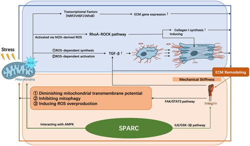 Figure 2. The interplay between mitochondria and ECM during aging. The excessive ROS may contribute to the mechanical tension in stiffer ECM scaffolds through modulating transcription factors, activating RhoA-ROCK pathway, and releasing TGF-β. SPARC can induce ROS generation and activate integrin-linked kinase, contributing to muscle ECM remodelling, altogether differentiating fibroblasts into myofibroblasts, and is further responsible for ECM accumulation in a vicious cycle. ROS: reactive oxygen species; NRF2: nuclear respiratory factor 2; HSF1: heat shock factor 1; ECM: extracellular matrix; α-SMA: α-smooth actin; FAK: focal adhesion kinase; STAT3: FAK-signal transducer and activator of transcription 3; SPARC: secreted protein acidic and rich in cysteine; AMPK: adenosine monophosphate-activated protein kinase; ILK: integrin-linked kinase; TGF-β: transforming growth factor-β.