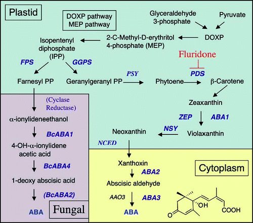 Figure 2 Biosynthetic pathways for ABA production in higher plants and fungi. This is an abbreviated scheme showing only the major steps in the pathways. For further details consult.Citation24,Citation25,Citation28 DOXP, deoxy-D-xylulose-5-phosphate; FPS, farnesyl diposphate synthase; GGPS, geranylgeranyl diphosphate synthase; PSY, phytoene synthase; PDS, phytoene desaturase; ZEP, zeaxanthin epoxidase; NSY, neoxanthin synthase; NCED, 9-cis-epoxycarotenoid dioxygenase; ABA, abscisic acid.