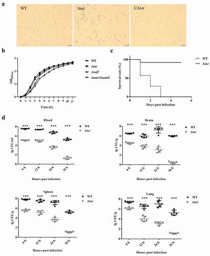 Figure 1. Morphological, growth and virulence characterization of the parental ExPEC PCN033 strain and the tat mutant (Δtat).