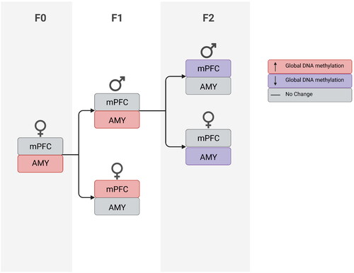 Figure 4. Flow chart illustrating PRS effects on DNA methylation in VEH-treated female rats (F0) and their first- and second-generation offspring (F1 and F2, respectively).