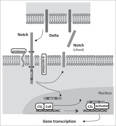 Figure 5 Notch signaling. Notch is presented to its ligand as a heterodimer resulting from processing by a furin-like protease during transit to the plasma membrane.Citation165 Ligand binding triggers intra-membrane regulated cleavage of Notch within the juxtamembrane and transmembrane domains, ultimately leading to the release of the Notch intracellular domain (NICD). NICD then translocates to the nucleus where it directly interacts with the CSL (CBF1, Su(H), LAG1) transcription factor. The transcriptional repressor CoR is released. Recruitment of co-activators, including Mastermind, turns on expression of Notch target genes. These targets include a set of transcriptional repressors (Hes1, Hes5, Hey1, Hey2 and HeyL) of the basic helix-loop-helix (bHLH) family that repress expression of other bHLH genes involved in cell differentiation like the ubiquituous E2A factors and Mash1 (mammalian achaete-scute homolog-1), MyoD and others. The ultimate consequence is the regulation of cell fate and differentiation status. Gray box: NICD.