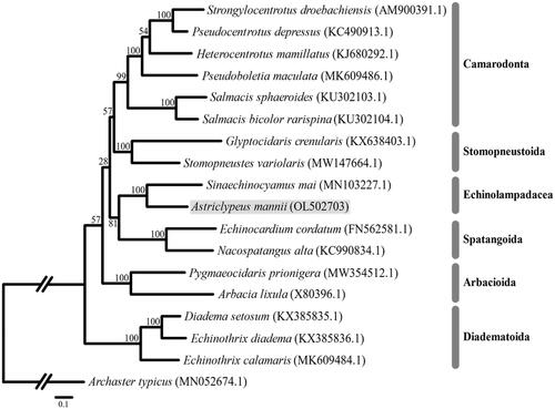 Figure 1. Maximum likelihood (ML) phylogeny of 17 echinoid species (six Camarodonta, two Stomopneustoida, two Spatagoida, two Echinolampadacea including A. mannii, two Arbacioda, and three Diadematoida) based on the concatenated nucleotide sequences of 13 PCGs. Asteroidea (A. typicus) was used as the outgroup. Numbers on the branches indicate ML bootstrap percentages (1000 replicates). The Genbank accession numbers for the published sequences are incorporated. The gray box indicates the A. mannii analyzed in this study.