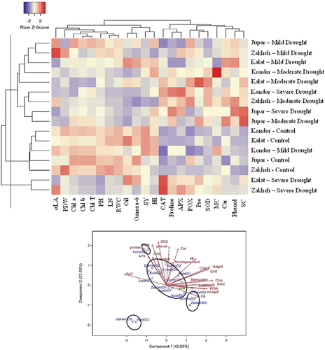 Figure 8. Heatmap hierarchical clustering and biplot PCA of morpho-physiological and biochemical features of various Lallemantia royleana ecotypes under drought stress. Z-score is shown the values of standardized means for each row from low (blue) to high (red).