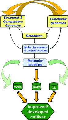 FIG. 2. Integrative genomics for accelerated crop improvement. The figure depicts the use of genomic resources for identification of marker /candidate gene. Subsequently the markers/genes identified may be used to detect gene-trait associations thus by enhancing molecular breeding program by deploying different approaches like MABC, MARS and GS. Ultimately integrating genomic resources through translational genomics would result in improved lines or developed cultivars.