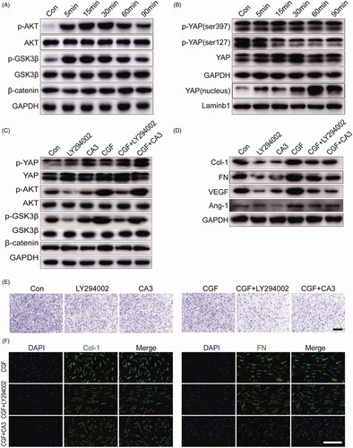 Figure 4. CGF promotes gingival regeneration via activation of AKT/Wnt and YAP signalling pathways. (A) Western blot assay for expression of AKT and Wnt signalling pathways for GMSCs treated with different concentrations of CGF at 5, 15, 30, 60, and 90 min. (B) Western blot assay for the expression of YAP and p-YAP proteins in cytoplasm and YAP in cell nucleus for GMSCs treated with different concentrations of CGF at 5, 15, 30, 60, and 90 min. (C) Western blot assay for the expression of p-AKT, p-GSK3β, β-catenin, and p-YAP (ser397) for GMSCs cultured in CGF with inhibitors LY294002 and CA3 for 15 min, respectively. (D) Western blot assay for the expression of FN, Col-1, VEGF, and ANG-1 for GMSCs cultured in CGF with inhibitors LY294002 and CA3 for 48 h, respectively. (E) The Transwell assay for GMSCs cultured in CGF with inhibitors LY294002 and CA3. Scale bars: 100 μm. (F) Representative images of GMSCs cultured in CGF with inhibitors LY294002 and CA3 were subjected to immunofluorescence to assess the expression of FN and Col-1. Scale bars: 100 μm.