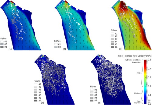 Figure 3. Five numerical simulations (time-average velocity for a water depth of 11 m for numerical simulation 1, 2 and 3 and 15.7 m for numerical simulation 4 and 5) combined with smolt trajectories at Poutès. The succession of a fish position through time allows the reconstruction of trajectories. The different colours for the fish positions correspond to different smolt’s trajectory. Model input values (water level and discharges) of each numerical simulation are listed in Table 1.