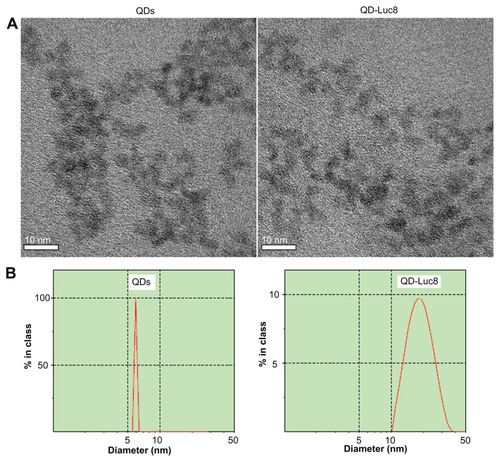 Figure 1 (A) High-resolution transmission electron microscopy images and (B) hydrodynamic diameters of QDs before and after conjugating with Luc8.Abbreviations: Luc8, Renilla reniformis luciferase; QDs, quantum dots.