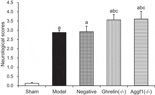 Figure 2. Comparison of scores of rat neurologic dysfunction in each group. (The comparison with sham group indicated aP < 0.05, the comparison with model group revealed that bP < 0.05, and the comparison with negative group showed that cP < 0.05).