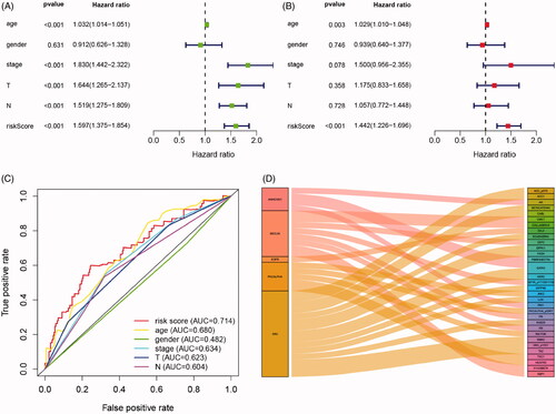 Figure 4. Cox regression and ROC analysis indicated significantly and independently prognostic role of IPRPs model. (A and B) Forest plot displayed that the risk score of IPRPs model significantly predicts survival for BCa patients in univariate (p < .001, HR = 1.597) and multivariate (p < .001, HR = 1.442) Cox regression analysis, respectively. (C) ROC curves showed the predictive ability of each independent factor, and the risk score exhibited a good prognostic value with AUC = 0.714. (D) Sankey diagram showed the association between various types of proteins and IPRPs.