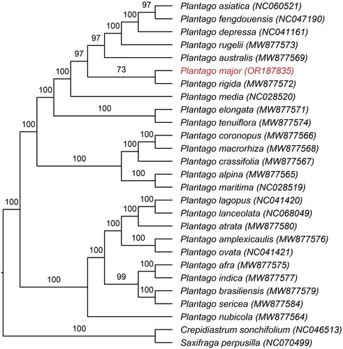 Figure 3. Maximum-likelihood phylogenetic tree of 25 plantago species was constructed based on 76 CDS sequences from chloroplast genomes of P. major and its closely related specie, with Crepidiastrum sonchifolium and Saxifraga perpusilla as outgroups. The number on each branch indicates the boot support value. The following sequences were used: P. asiatica NC 060521 (Si et al. Citation2022), P. fengdouensis NC 047190 (Wang et al. Citation2020), P. depressa NC 041161 (Kwon et al. Citation2019), P. rugelii MW 877573, P. australis MW 877569, P. rigida MW 877572, P. elongata MW 877571, P. tenuiflora MW 877574, P. coronopus MW 877566, P. macrorhiza MW 877568, P. crassifolia MW 877567, P. alpina MW 877565, P. atrata MW77580, P. amplexicaulis MW 877576, P. indica MW 877577, P. afra MW 877575, P. brasiliensis MW 877579, P. nubicola MW 877564, P. sericea MW 877584 (Mower et al. Citation2021), P. media NC 028520, P. maritima NC 028519 (Zhu et al. Citation2016), P. lagopus NC 041420, P. ovata NC 041421 (Sun et al. Citation2019), P. lanceolata NC 068049 (Zhao et al. Citation2023), C. sonchifolium NC 046513 (Cho et al. Citation2020), and S. perpusilla NC 070499 (Yuan et al. Citation2023).