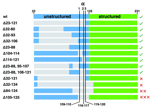 Figure 4. Summary of PrPC deletion mutants and resulting phenotypes (sequence details summarized in Aguzzi et al. ref. Citation6). The N-terminal domain after removal of the signal peptide starts at residue 23, and is shown in blue, while the structured C-terminal domain, starting at approximately residue 125 is shown in green. Deleted segments, as noted by the numbering (left), are gray. Locations for α1, α2, and α3-cleavage are shown. The green checks, right, indicate tolerated deletion mutants, whereas the red X’s are the lethal mutants. The number of Xs qualitatively represents the lethal potency of each mutant, as indicated by the relative amount of wildtype PrPC required for rescue. This alignment shows that deletion of the full α-cleavage segment, 109–120, but with retention of N-terminal residues starting at position 23 confers toxicity.