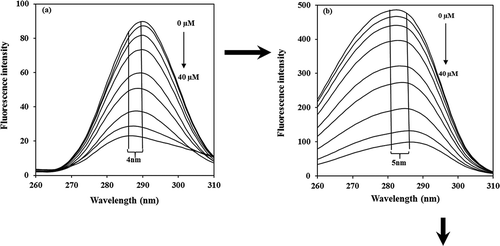 Figure 5. Synchronous fluorescence spectra: (a) and (b) of α-casein solution by BIM in PBS of pH 7, at 25°C and [α with [BIM]= 0, 0.66, 2, 4, 6, 8, 15, 30, and 40 µM.