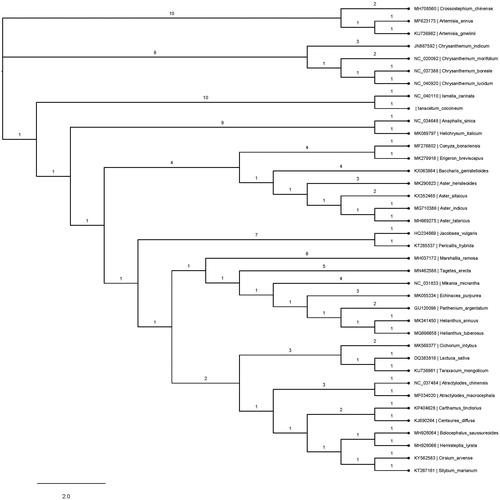 Figure 1. Phylogenetic tree inferred by the maximum-likelihood (ML) method based on 38 representative species. A total of 1000 bootstrap replicates were computed, and the bootstrap support values are shown at the branches. GenBank accession numbers were also shown.