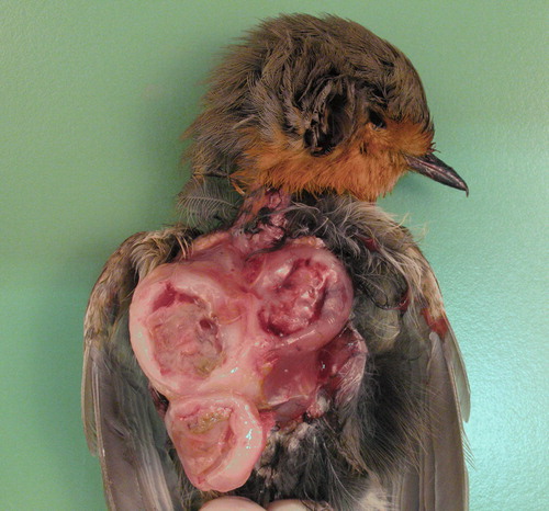 Figure 1.  Bulging, yellowish mass almost completely effacing the pectoral muscles of a robin. Cut surfaces reveal necrotic centres surrounded by multifocal haemorrhages.