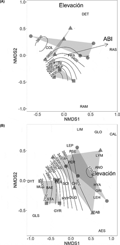 Figure 2. Escalamiento multidimensional no métrico (NMDS) de la comunidad de macroinvertebrados acuáticos, desde la composición de gremios tróficos (a) y desde la composición de familias (b), registrados a través de 12 estaciones de monitoreo en tres microcuencas del Macizo del Cajas, provincia del Azuay, Ecuador. Para cada ordenación se ajustaron linealmente vectores y se visualizan aquellos que son significativos (P < 0.05). En (a), la flecha representa la calidad del agua a través del Índice Biótico de los Andes (ABI); mientras que el vector de la elevación está representado por curvas de nivel. En (b) la elevación está representada también como curvas de nivel. Los polígonos representan las tres microcuencas en estudio enlazadas a través de cada estación de monitoreo (n = 4). Los triángulos representan cuatro estaciones para la microcuenca Rircay; los cuadrados representan cuatro estaciones para la microcuenca Santa Ana y; los círculos representan cuatro estaciones para la microcuenca Tarqui. Los códigos para los gremios tróficos (a) son: RAM, ramoneador; COL, colector; TRI, triturador; DEP, predador, FRA, fragmentador; DET, detritívoro; y RAS, raspador. Los códigos para las familias (b) son: LIM,Limonidae; GLO, Glossiphoniidae; CAL Calamoceratidae; LYM, Lymnaeidae; ANO, Anomalopsychidae; HAY, Hyalellidae; GRI, Gripopterigidae; LEH, Leptohyphidae; TAB, Tabanidae; AES, Aeshnidae; LEP, Leptoceridae; PSE, Psephenidae; PER, Perlidae; CHI, Chironomidae; DUG, Dugesiidae; HYP, Hydrophilidae; GYR, Gyrinidae; GLS, Glossosomatidae; STA, Staphylinidae; BAE, Baetidae; MUS, Muscidae; SCI, Scirtidae; CER, Ceratopogonidae; ELM, Elmidae; DYT, Dytiscidae; EMP, Empididae y LEL, Leptophlebiidae