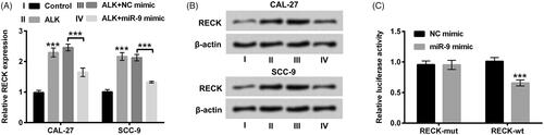Figure 6. RECK was a novel target gene of miR-9. (A) Expression level of RECK determined by RT-qPCR was explored in OSCC cells after transfection with miR-9 mimic accompanied by ALK stimulation. (B) Protein level of RECK examined by Western blot was investigated in OSCC cells after transfection with miR-9 mimic accompanied by ALK administration. (C) The correlation between RECK and miR-9 tested by dual luciferase activity assay was explored in OSCC cells after RECK-mut and RECK-wt, miR-9 mimic and NC mimic co-transfection. ***p<.001.