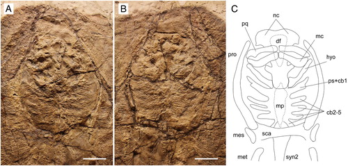 FIGURE 4. Arechia crassicaudata (Blainville, Citation1818) from the Monte Postale site of the Bolca Lagerstätte. A, B, MGP-PD 8875C/76C, part and counterpart, close-up of the head and pectoral girdle. C, reconstruction based on both slabs with pectoral radials omitted. Scale bars equal 50 mm.