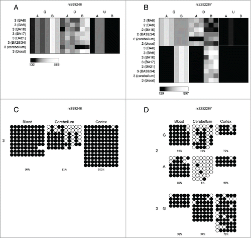 Figure 3. A number of loci are characterized by allelic-skewing of DNA methylation in only one tissue with minimal ASM present in any of the other tissues examined. Heatmaps display allele signal intensities for genomic DNA (G), MSRE-digested DNA (D) and fully unmethylated, MSRE-digested DNA (U) in all tissues. A and B denote the 2 alleles of the SNP and brightness represents the quantile normalized signal intensity, with the scale displayed below the heatmap. Two of the top-ranked cerebellum-specific ASM signals are (A) rs959246 (informative for individual 3) and (B) rs2252267 (informative for individual 2). The tissue-specific patterns of DNA methylation in these 2 loci were validated by clonal bisulfite sequencing, confirming the findings from the MSNP assay (C,D). Each row represents a single DNA molecule, with black dots depicting methylated cytosines and white dots depicting unmethylated cytosines. The percentage of methylated cytosines for each sample is displayed below the plots. The amplicon spanning the DMR associated with rs959246 in (C) did not encompass a SNP enabling us to distinguish between the 2 alleles, however the methylation pattern shows evidence for tissue-specific intermediate methylation (IM) in the cerebellum. G and A in (D) denote the 2 alleles determined by SNP variation within the amplicon in heterozygous individual 2. Cerebellum-specific hypomethylation of the A allele is observed surrounding rs2252267, with individual 3 (homozygous for the G allele) being highly methylated in all 3 tissues.