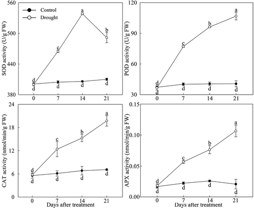 Figure 2. Antioxidant enzyme activity changes in drought-treated P. lactiflora and the Control. Values represent the mean ± standard deviation (SD) and letters indicate significant differences according to Duncan’s multiple range test (P < 0.05). SOD, superoxide dismutase; POD, peroxidase; CAT, catalase; APX, ascorbate peroxidase.