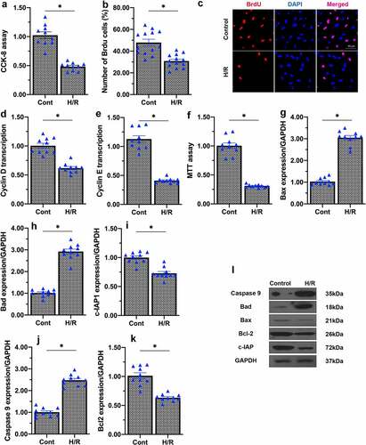 Figure 2. H/R injury impairs endothelial cell proliferation and viability. (a) Cell proliferation was evaluated using a CCK-8 assay. (b, c) Immunofluorescence staining was applied to observe the number of BrdU-positive cells. (d, e) qPCR was performed to assess the transcription of cyclin D and cyclin E. (f) Cell viability was measured using an MTT assay. (g-l) Western blots were used to observe the changes in Bax, Bad, caspase-9, Bcl-2 and c-IAP1 levels. *p < 0.05.