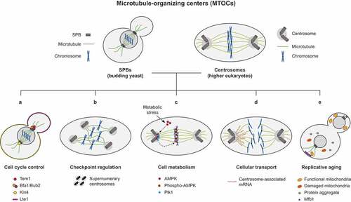 Figure 1. The multiple roles of microtubule organizing centers in the cell. The spindle pole bodies (SPBs) and centrosomes are the microtubule-organizing centers (MTOCs) that orchestrate spindle formation in yeast and higher eukaryotes, respectively. Besides their structural function, and among others, these fascinating structures also play important roles in (A) the regulation of cell cycle entry and progression, (B) the functionality of the mitotic checkpoints, (C) the interplay between the cell cycle machinery and the nutrient sensing pathways, (D) the differential transport of molecules and organelles and (E) during replicative aging.