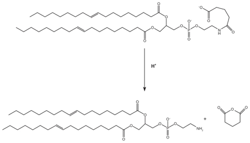 Figure 6 Terminal release of anhydride from modified phosphatidylethanolamine.