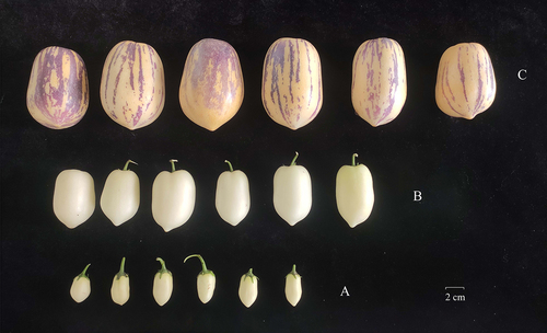 Figure 1. Fruit phenotypes of ‘Qingcanxiang’ pepino at different stages. A initial stage, b: growth stage, c: maturation stage.